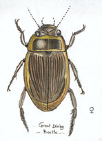Greet diving beetle