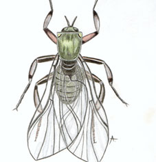 Simulum equinum