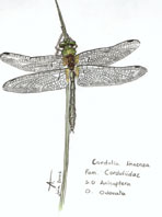 Cordulia linaenea