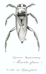 notonecta glauca