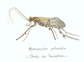 Hydropschyche pellucidula